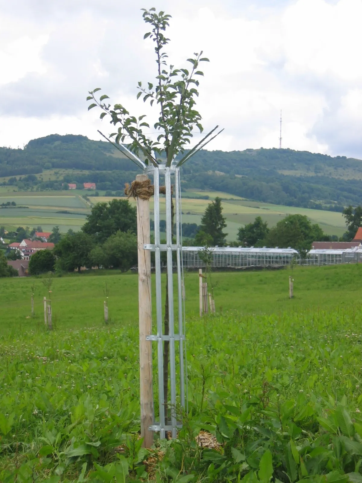 Pflanze in einem Garten