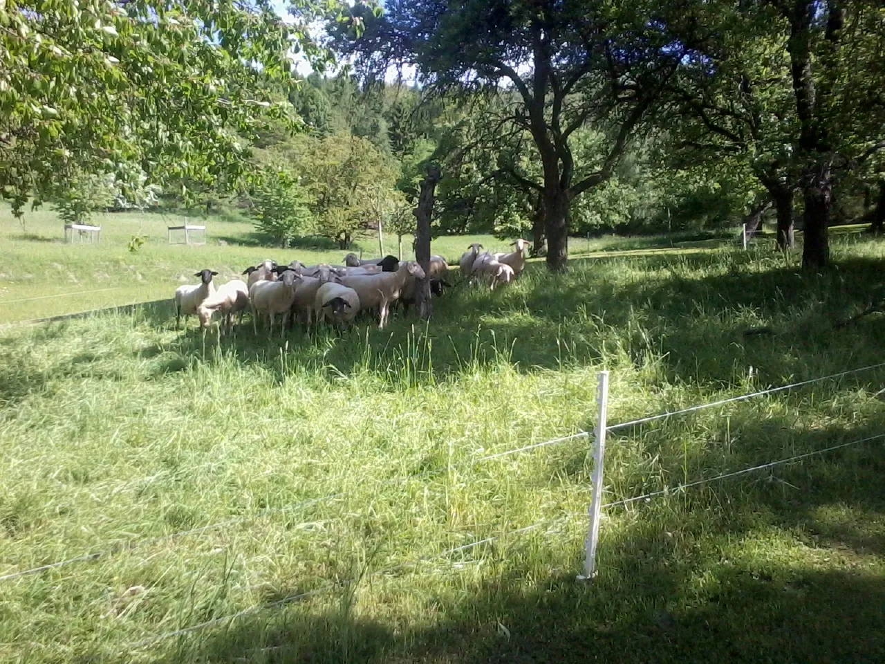 Garten